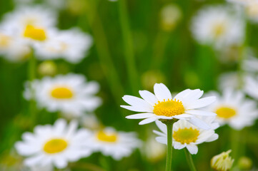 Wall Mural - white daisy on field