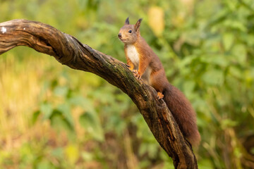 Wall Mural - Squirrel, Red Squirrel