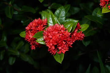 Poster - Close up Red West Indian Jasmine flower on dark background.