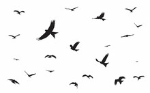 Bird Silhouette Red Kite Free Flying In The Sky. Vector Eps 10