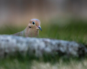 Mourning Dove on Reelfoot lake in Tennessee during the summer