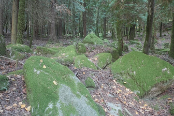 Sticker - mossy rocks from deep forest