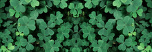 Green Background With Three-leaved Shamrocks, Lucky Irish Four Leaf Clover In The Field For St. Patricks Day Holiday Symbol. With Three-leaved Shamrocks, St. Patrick's Day Holiday Symbol, Earth Day