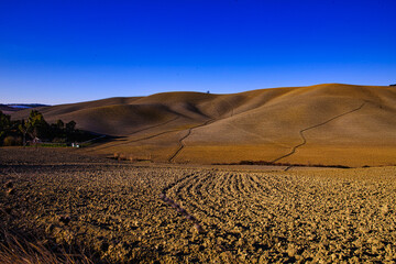 Canvas Print - Coltivazione campi in Toscana