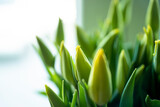Fototapeta Tulipany - tulips, spring tulips, tulip buds, Yellow tulips in the spring in the sun