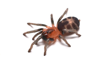 Closeup picture of a juvenile of the Venezuelan Dwarf Tiger Tarantula Cyriocosmus cf. leetzi (Araneae: Theraphosidae), photographed on white background.