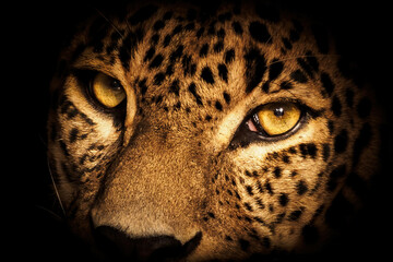 portrait of a ceylon leopard.