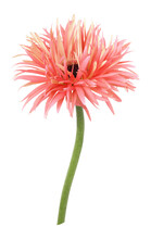 Coral And Yellow Flower Of Gerbera Pink Springs Isolated On White