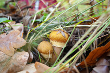 Honey Mushrooms Grow Among The Grass And Leaves In The Autumn Forest. Edible Useful Mushrooms. Beautiful Mushroom Caps In Autumn. Healthy Food, Vegetarian