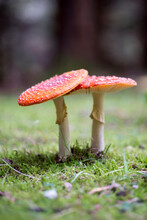 Fly Agaric Or Fly Amanita - Amanita Muscaria In Natural Environment. Distinctive Is The Red Cap With White Spots