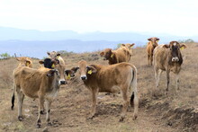 Mountainous Landscape With Some Brown Cows In The Foreground