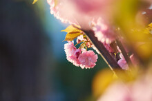 Beautiful Japanese Cherry Blossom With Deep Pink Flower Buds And Young Booming Flowers. Shallow Depth Of Field For Dreamy Feel.