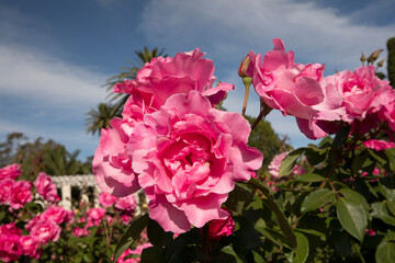 Wall Mural - floral. closeup view of rosa palmengarten frankfurt flowers of pink petals, blooming in spring in th