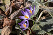 Frühlingsblumen, Krokus in Nahaufnahme an einem sonnigen Frühlingstag
