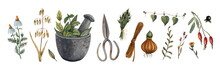 Set Of Watercolor Illustrations, Clipart. Plants And Herbs, Mortar And Pestle, Scissors. 