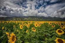 Sunflowers In Maui With Clouds And Mountains