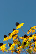 Rudbeckia triloba (also known as browneyed, brown-eyed susan, thin-leaved coneflower, three-leaved coneflower) photographed against a blue sky