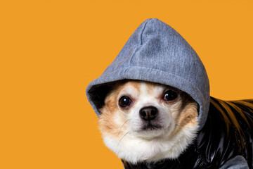 Poster - funny chihuahua in overalls with a hood on a yellow background
