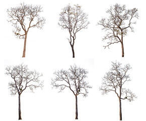 Wall Mural - dead trees or dry tree collection isolated on white background.