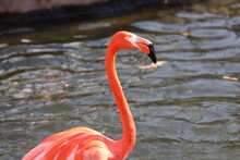 A Single Flamingo In Water