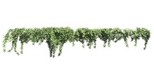 Climbing Plants Creepers Isolated On White Background 3d Illustration