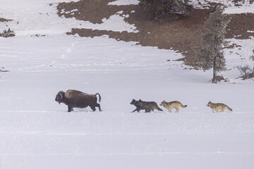 Wall Mural - Gray Wolf pack chasing Bison taken in Yellowstone NP