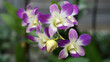 Dendrobium Nobile Orchid in bloom. Dendrobium nobile, commonly known as the noble dendrobium, is a member of the family Orchidaceae.                              