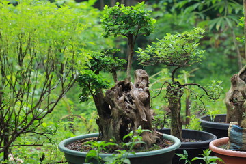 Bonsai plants are a combination of two trees between a singkil tree and a sancang tree by pasting the trunks of the two trees