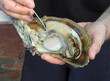 © 169169 - An oyster being seeded to make a pearl at a pearl farm on Shark Bay, Western Australia.