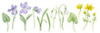 Set of watercolor first spring flowers: snowdrops, violets and caltha palustris.