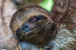 Amazonian sloths in infancy