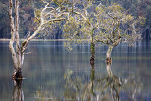 Trees Reflected In Still Water Of The Lagoon