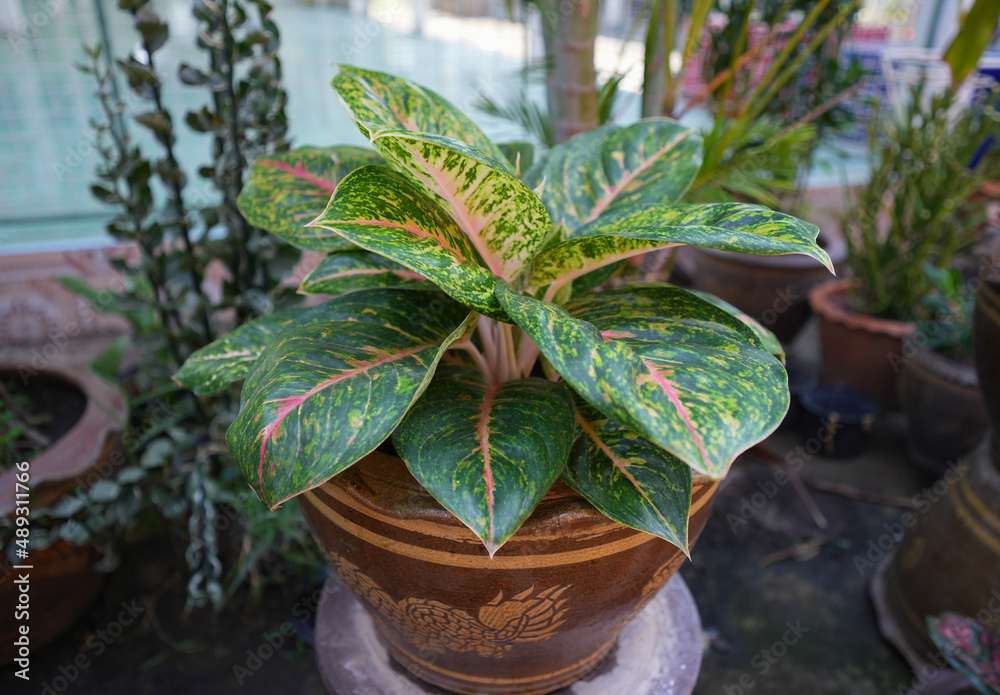 black zz plant for sale Rare Black Raven ZZ Plant - Zamioculcas zamiifolia - 6" Pot