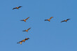 Scatter formation of flying Pelicans