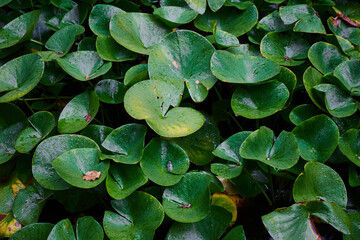 Green leaves after rain. Tropical leaves background. Green Plant Texture