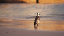 African Penguin On Sandy Beach. Spheniscus Demersus Also Known As Jackass Penguin And Black-footed Penguin On Boulders Penguin Colony On Boulders Beac
