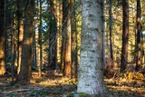 Fototapeta Na ścianę - Drzewa w lesie w słoneczny dzień o poranku i wschodzi słońca