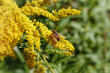 Nahaufnahme der Goldrute, Solidago virgaurea, mit Bienen an den Blüten
