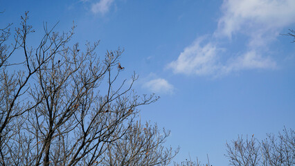 Wall Mural - Winter trees and the sky.