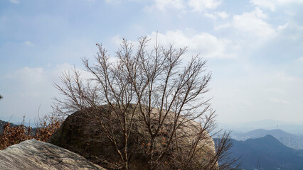 Wall Mural - Rocks and winter trees.