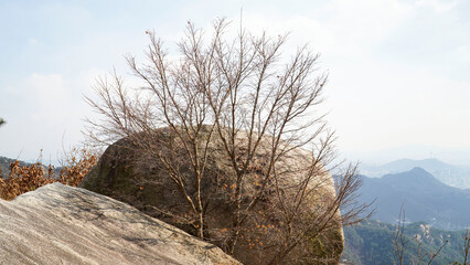 Wall Mural - Rocks and winter trees.