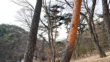 Wall Mural - The powerful vitality of red pine trees, winter, cold, overcoming, and cool.