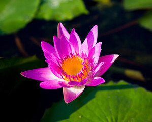 Beautiful water lilies in the lake