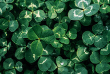 Green Clover Leaves Natural Background, St Patrick's Day