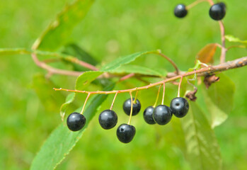 Poster - Bird cherry