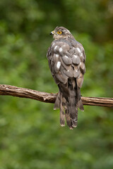 Wall Mural - Sparrowhawk, Accipiter nisus. Bird of Prey