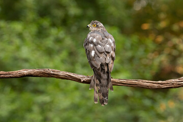 Wall Mural - Sparrowhawk, Accipiter nisus. Bird of Prey