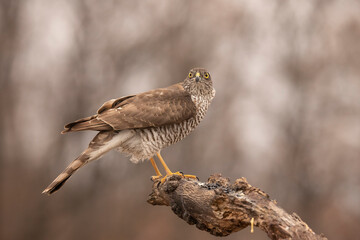 Wall Mural - Sparrowhawk, Accipiter nisus. Bird of Prey