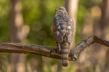 Wall Mural - Sparrowhawk, Accipiter nisus. Bird of Prey