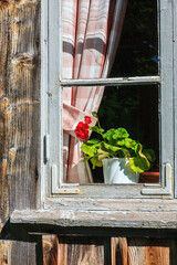 Wall Mural - Blooming geranium flower in a window